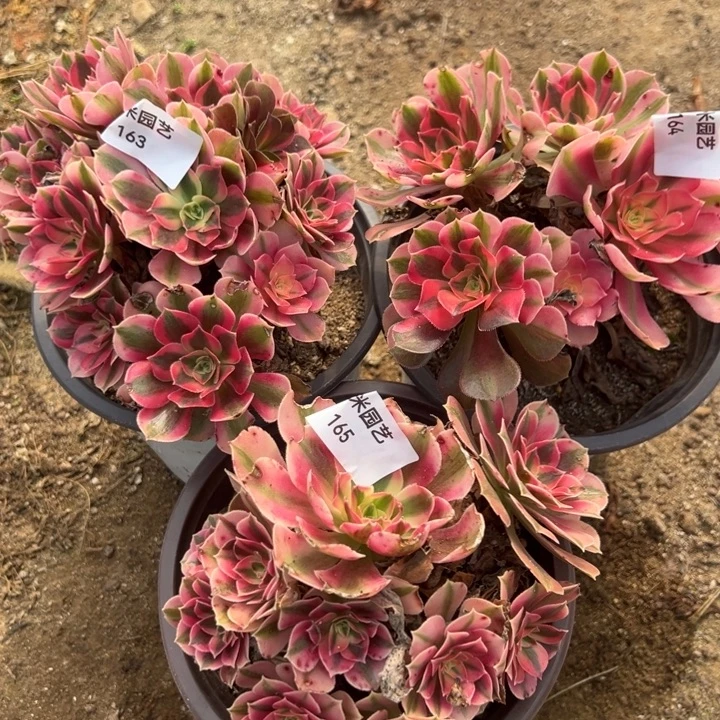 粉女巫三颗组多肉植物163-64-65
