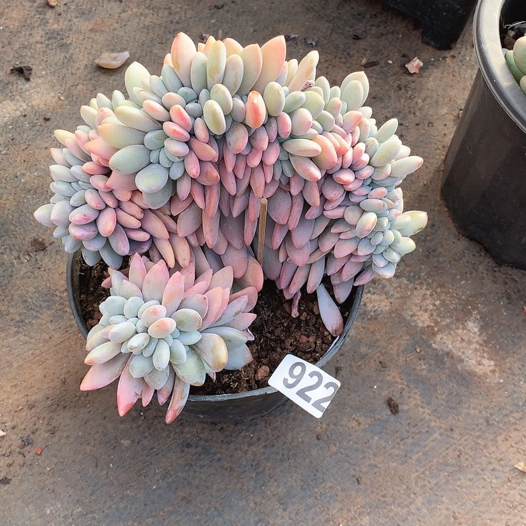 922粉兔缀一物一拍多肉