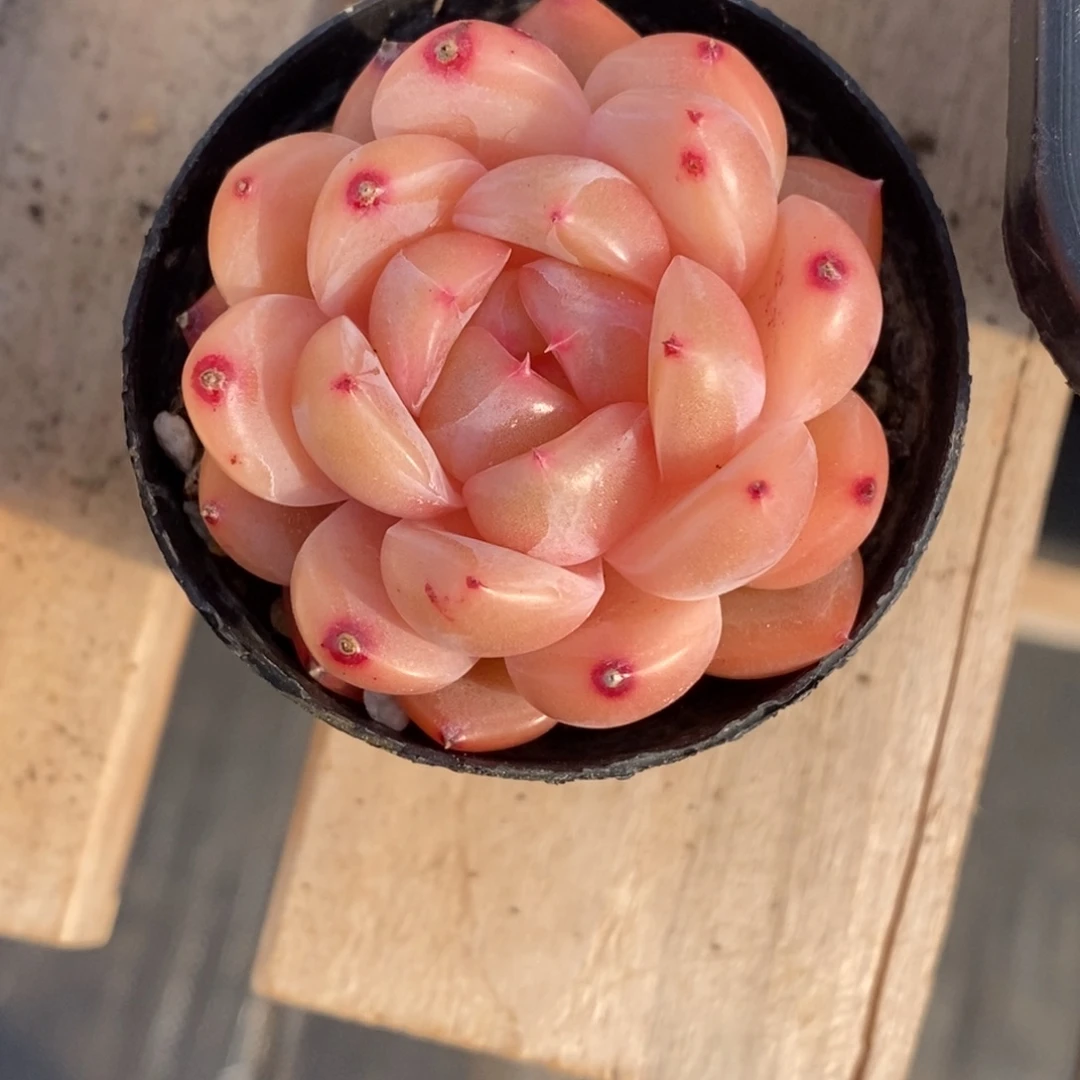 精品多肉一物一拍不包整213