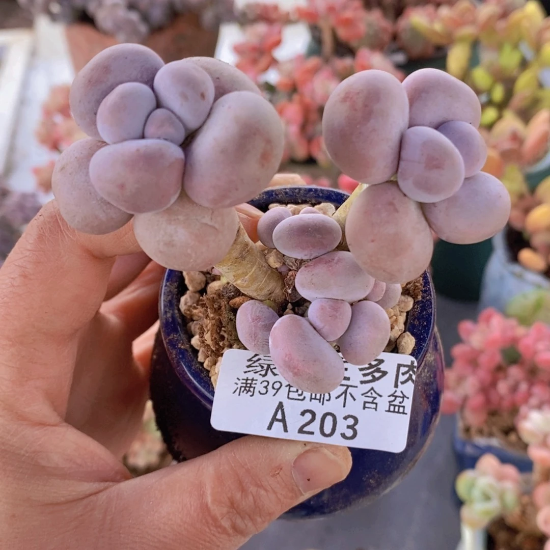 芭比奶洛6cm203多肉植物