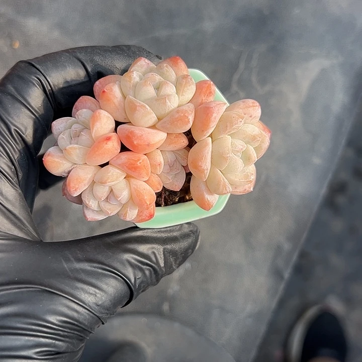 3128，五头冰玉带盆发