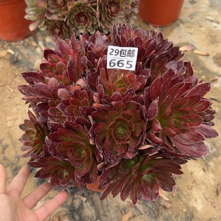 笑**云金丝缕，多肉植物……