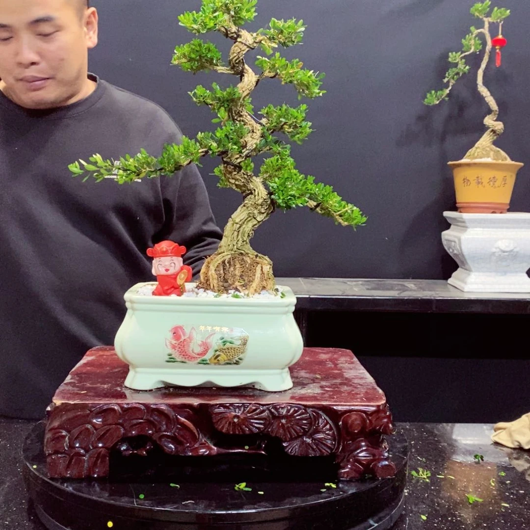 无花朵黄杨盆景雀舌软枝