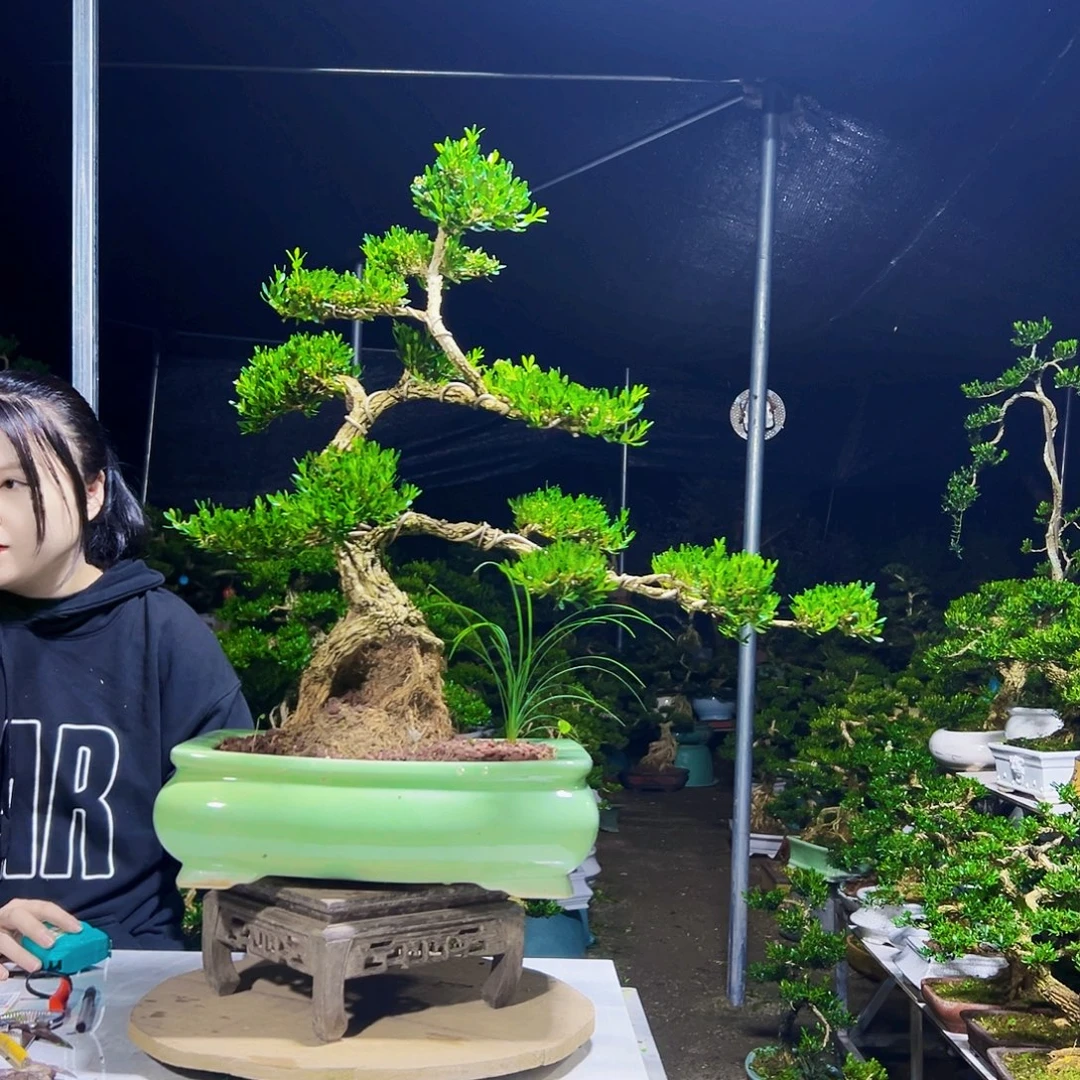 当前无花栽培后可以开花黄杨木