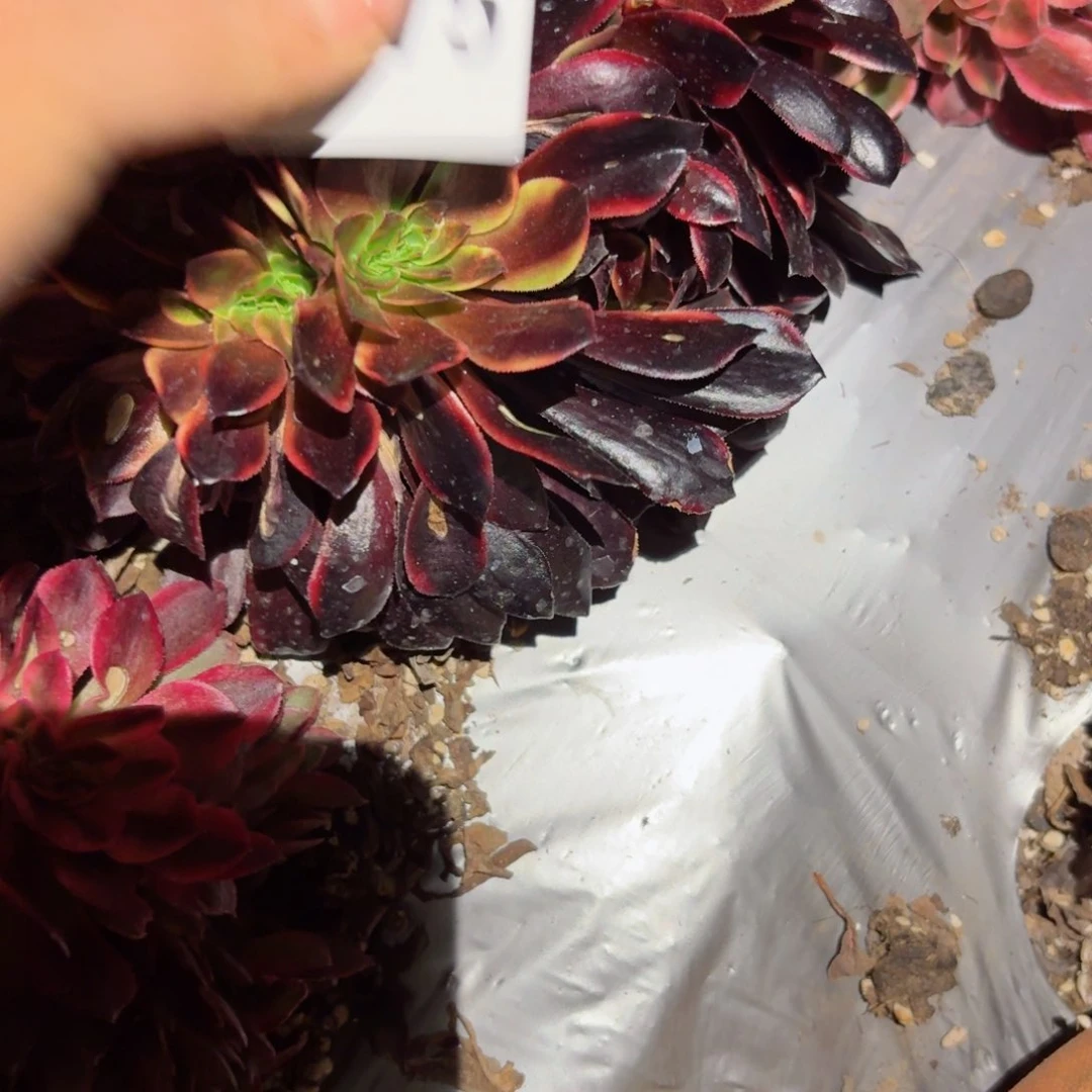 我8275 号多肉法师特价