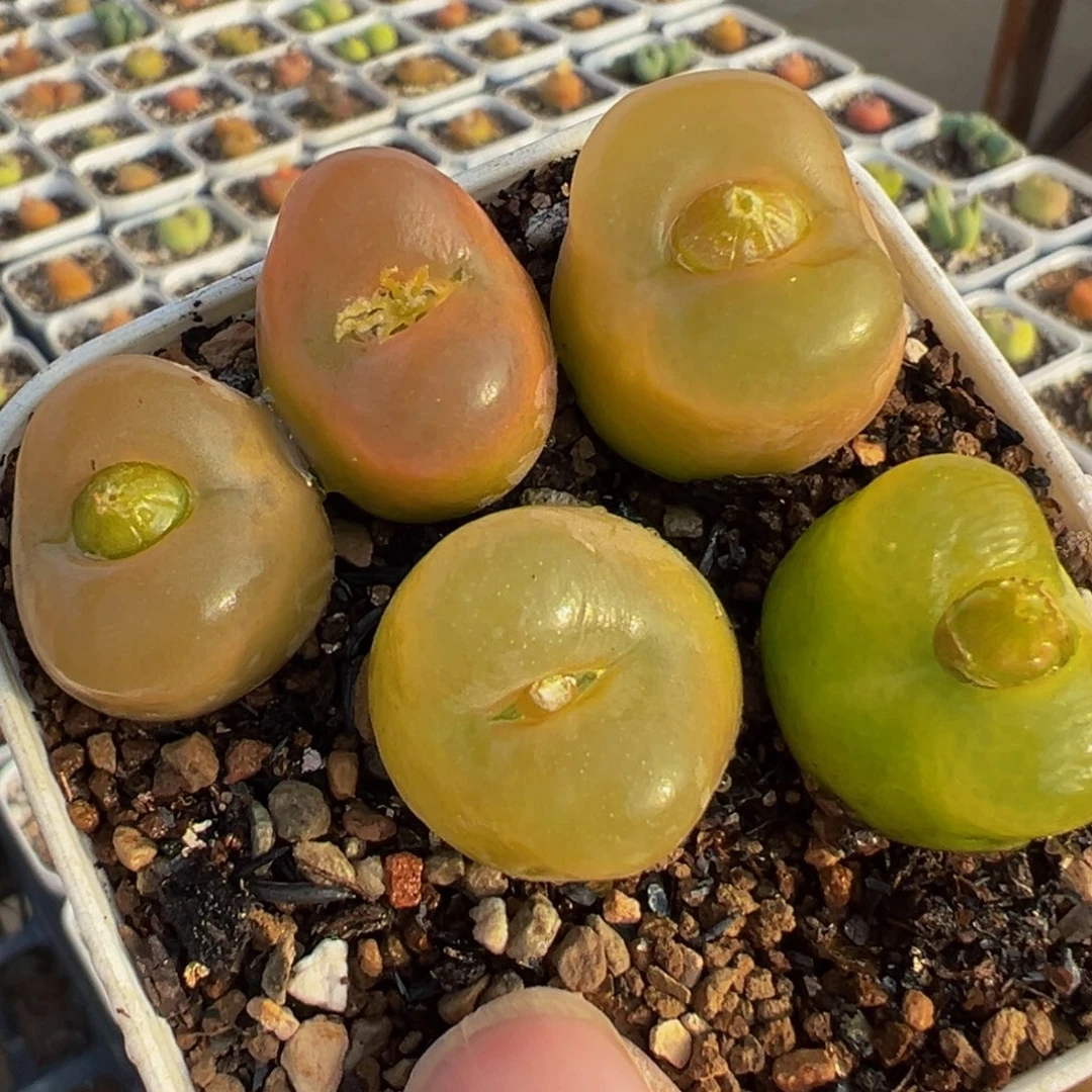 彩虹毛桃5棵一组多肉