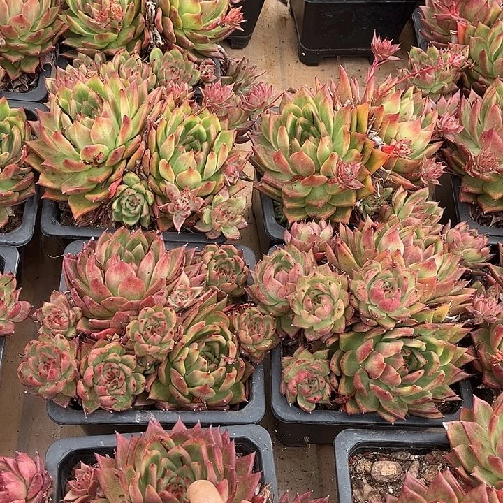 阿姆斯壮18.88多肉植物