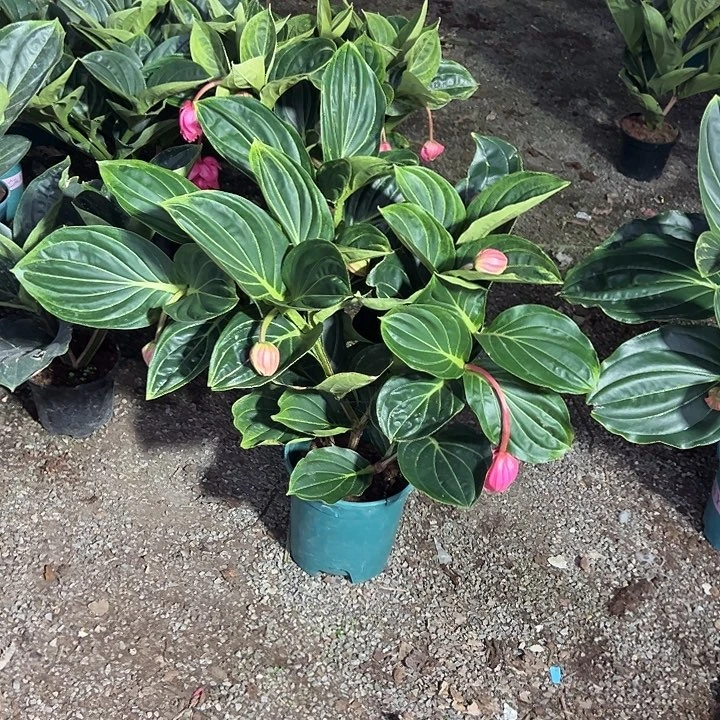 时***凉无花朵荷兰进口宝莲灯