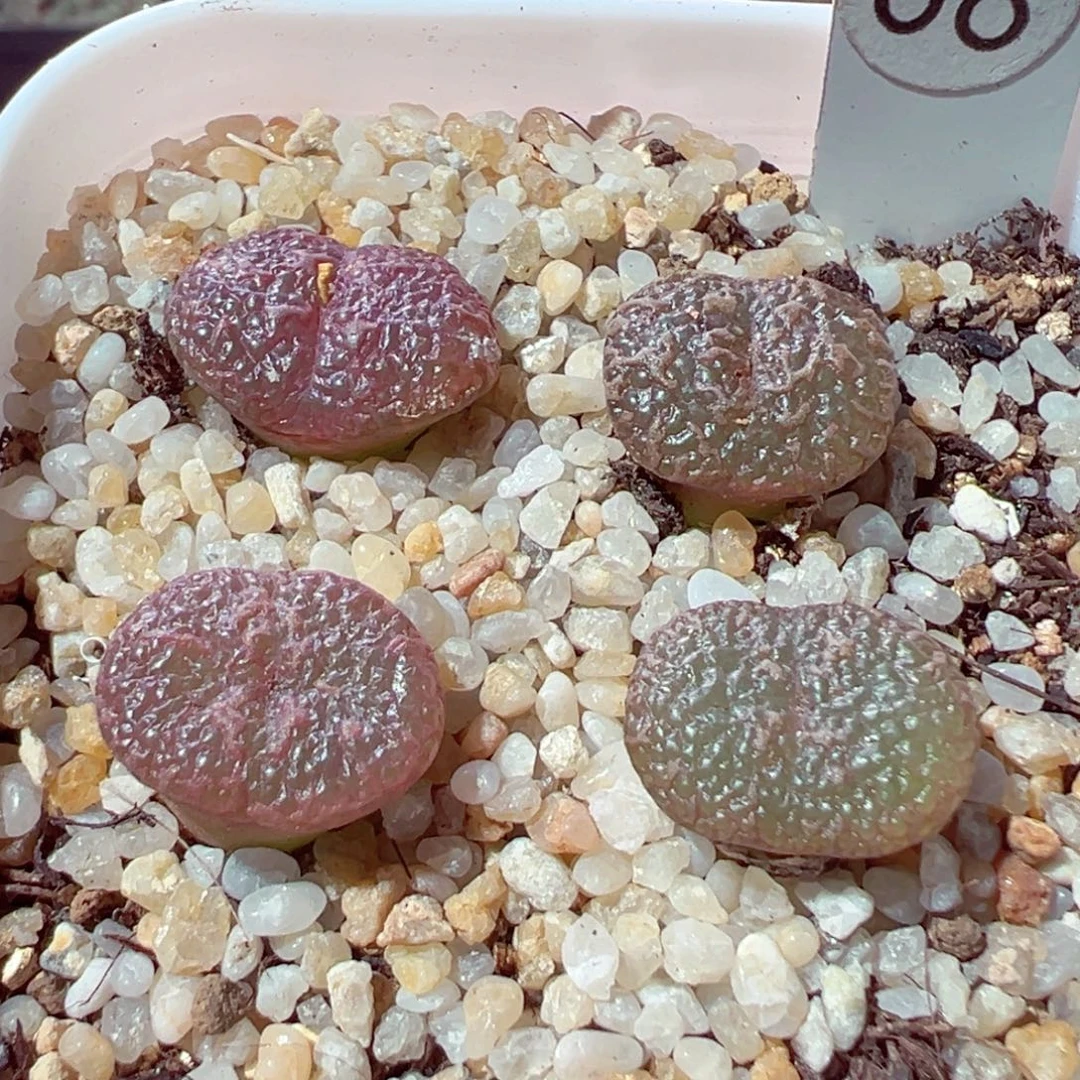 柠***檬818-500多肉多肉多肉