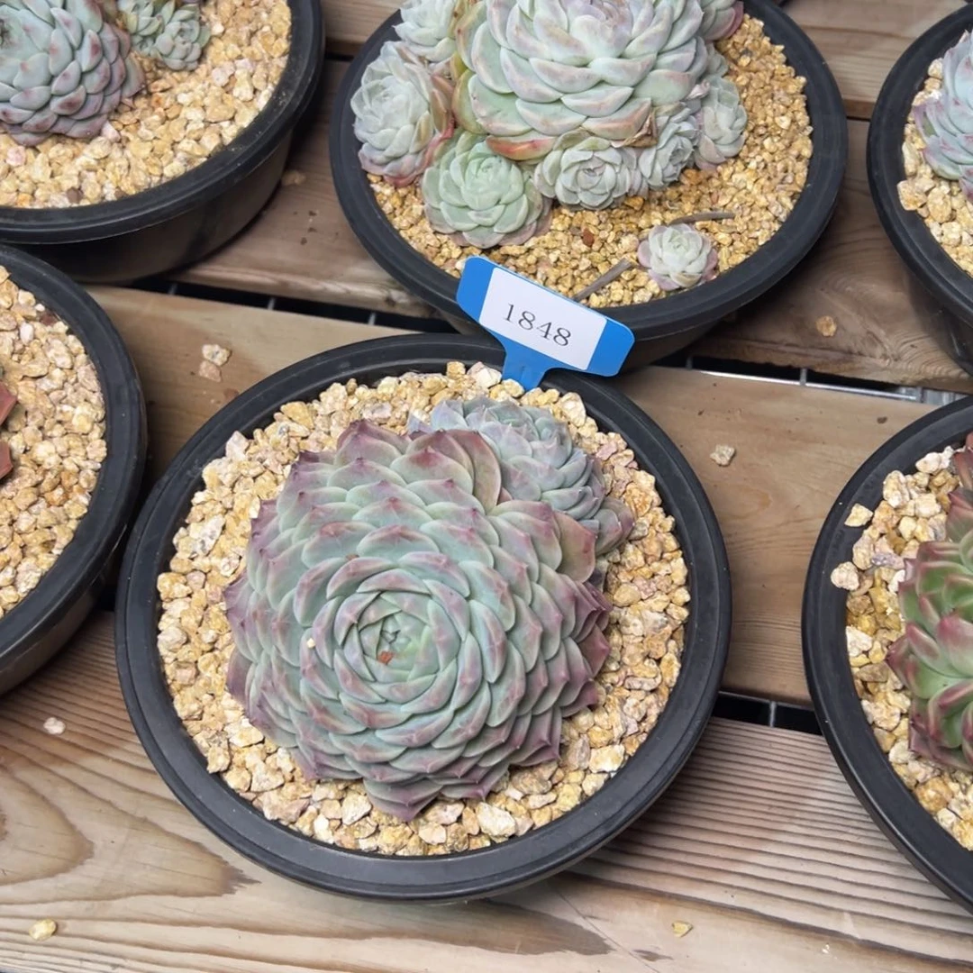 一***?1848不包整肉多么多么多么