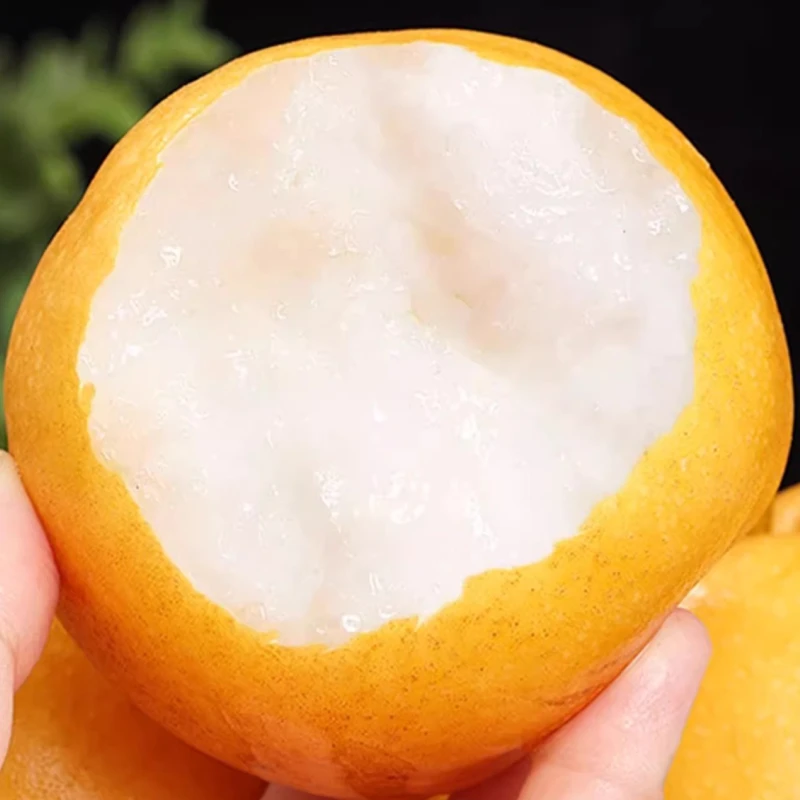 正宗莱阳秋月梨冰糖脆梨新鲜皮薄香甜多汁爽口产地直发脆嫩细密