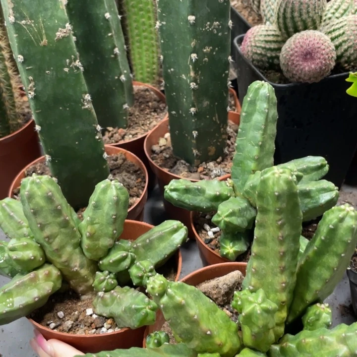 超大群桃太郎一杯多头15.8