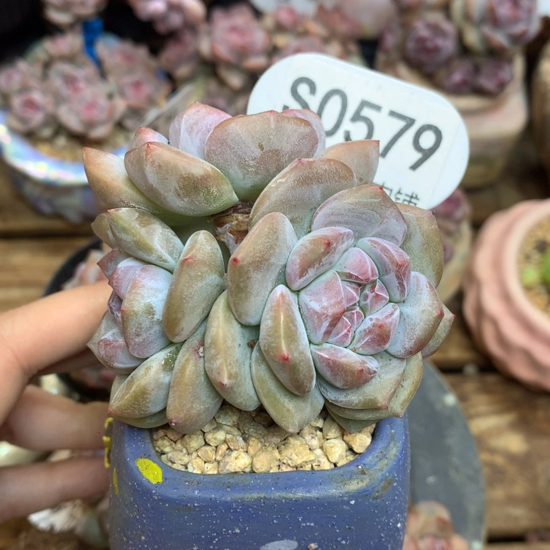 S0579 突尼斯小树 小高桩