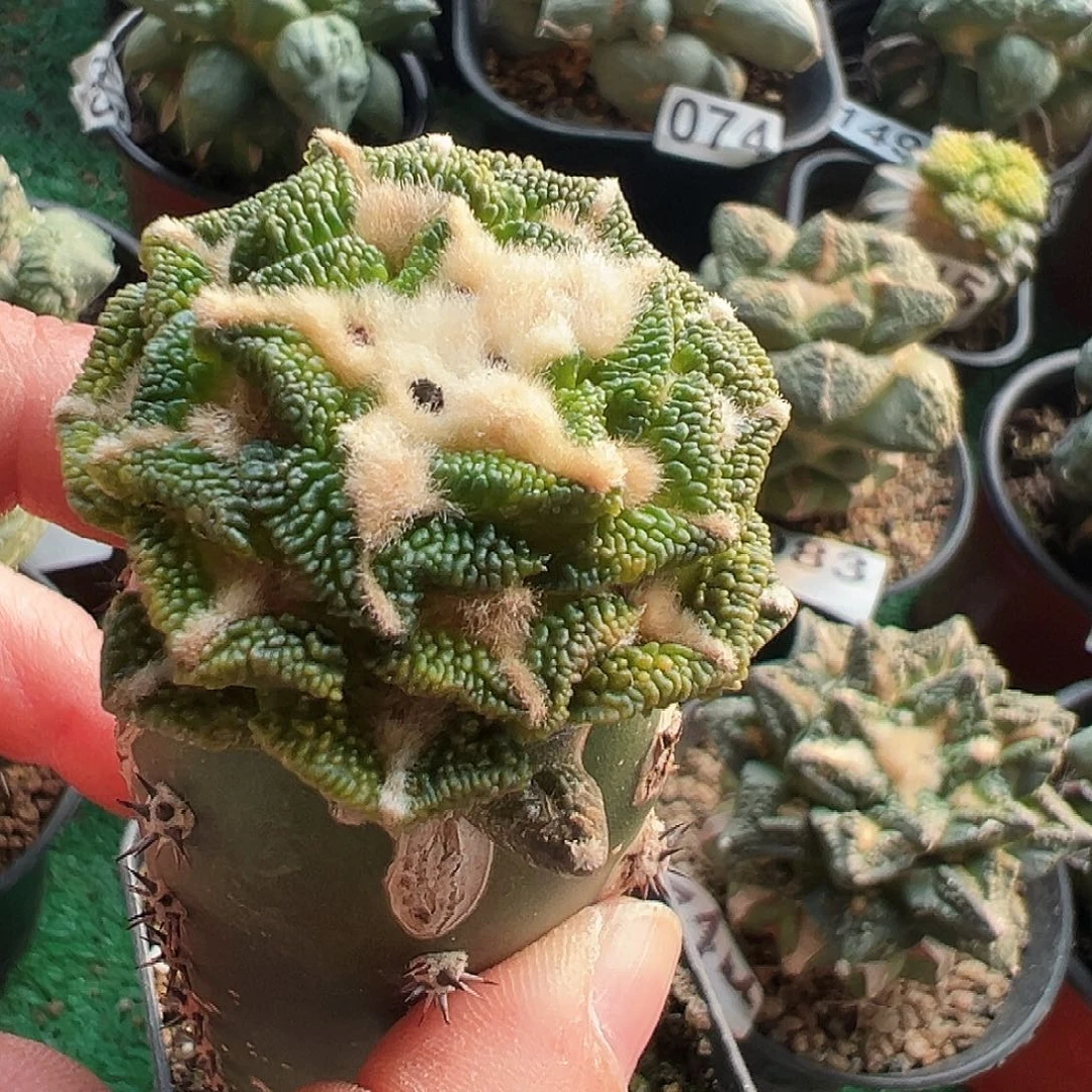 *****无花朵颗粒大尤黑牡丹锦179