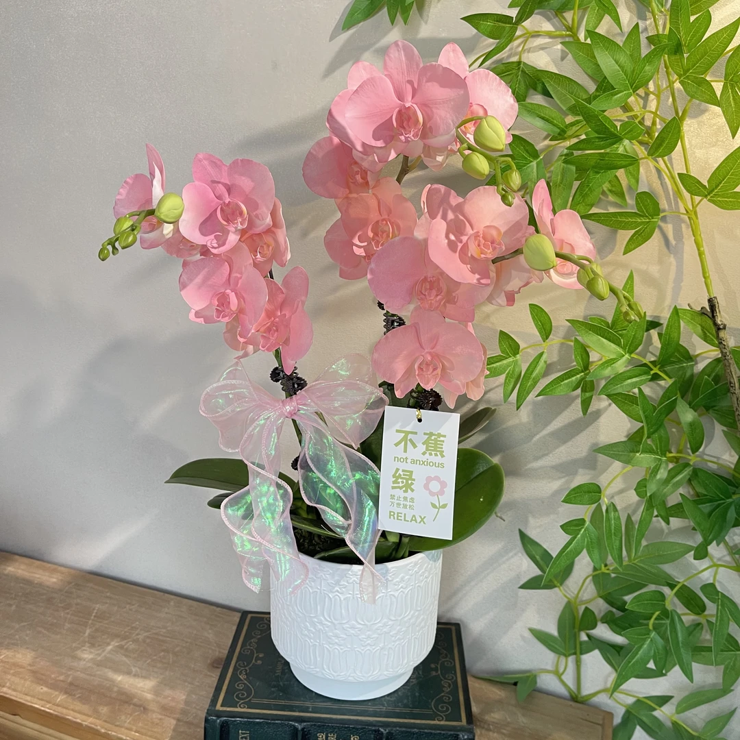 蝴蝶兰《水蜜桃》梦幻色系 稀缺喷色工艺苗好好养活  基地直发