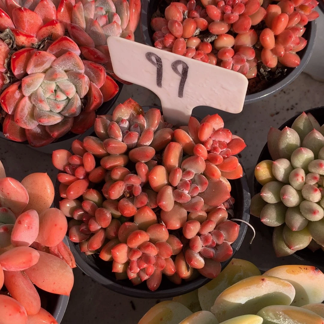 香水手指727272772