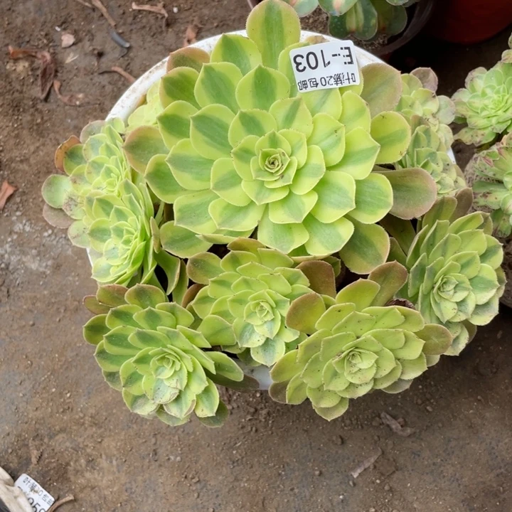 103雨荷多肉123446789