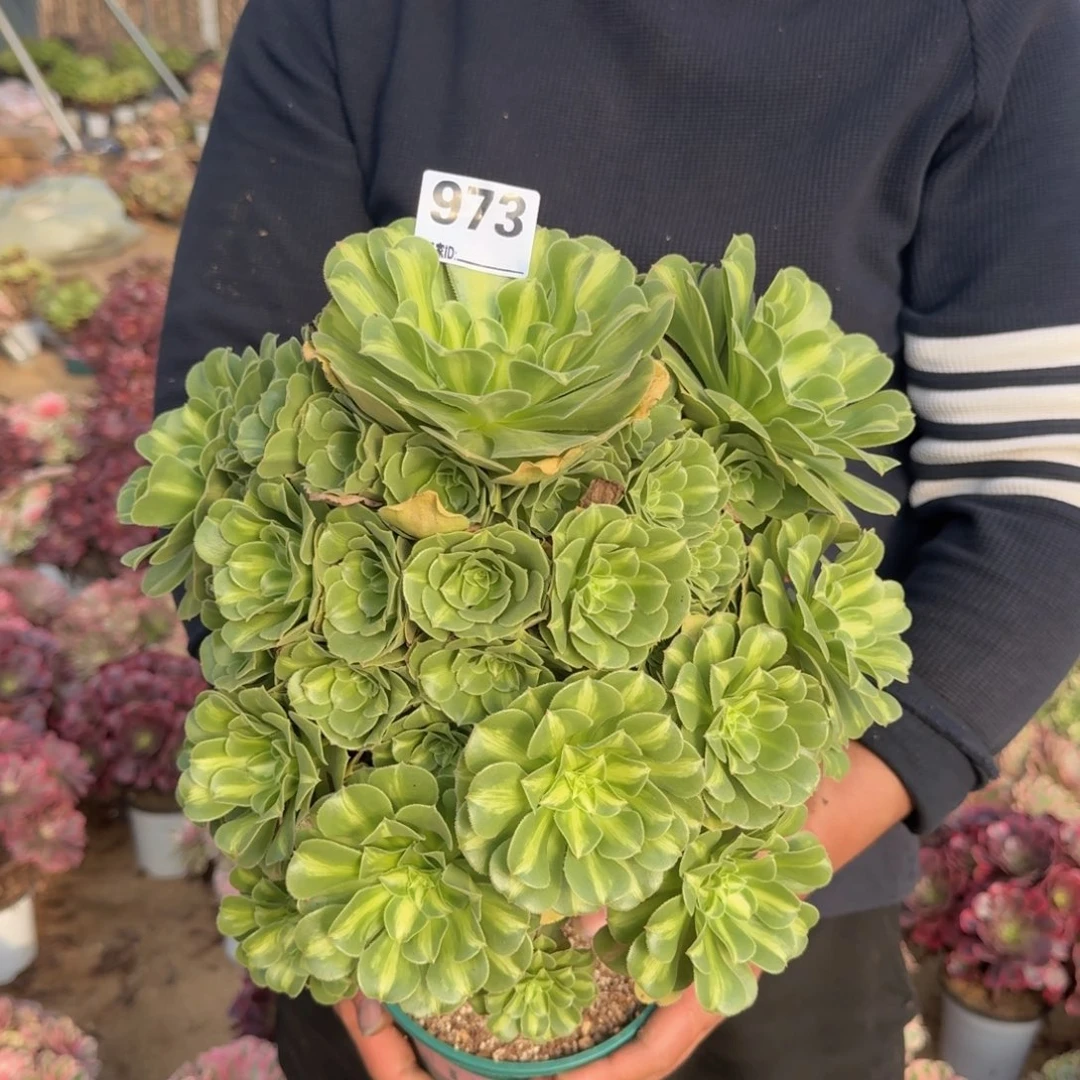 973琉璃多肉植物