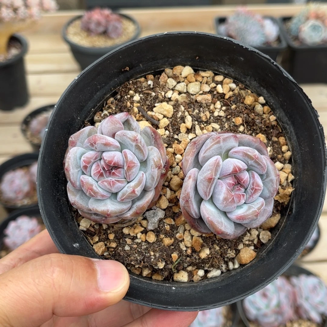 一物一拍满68包邮