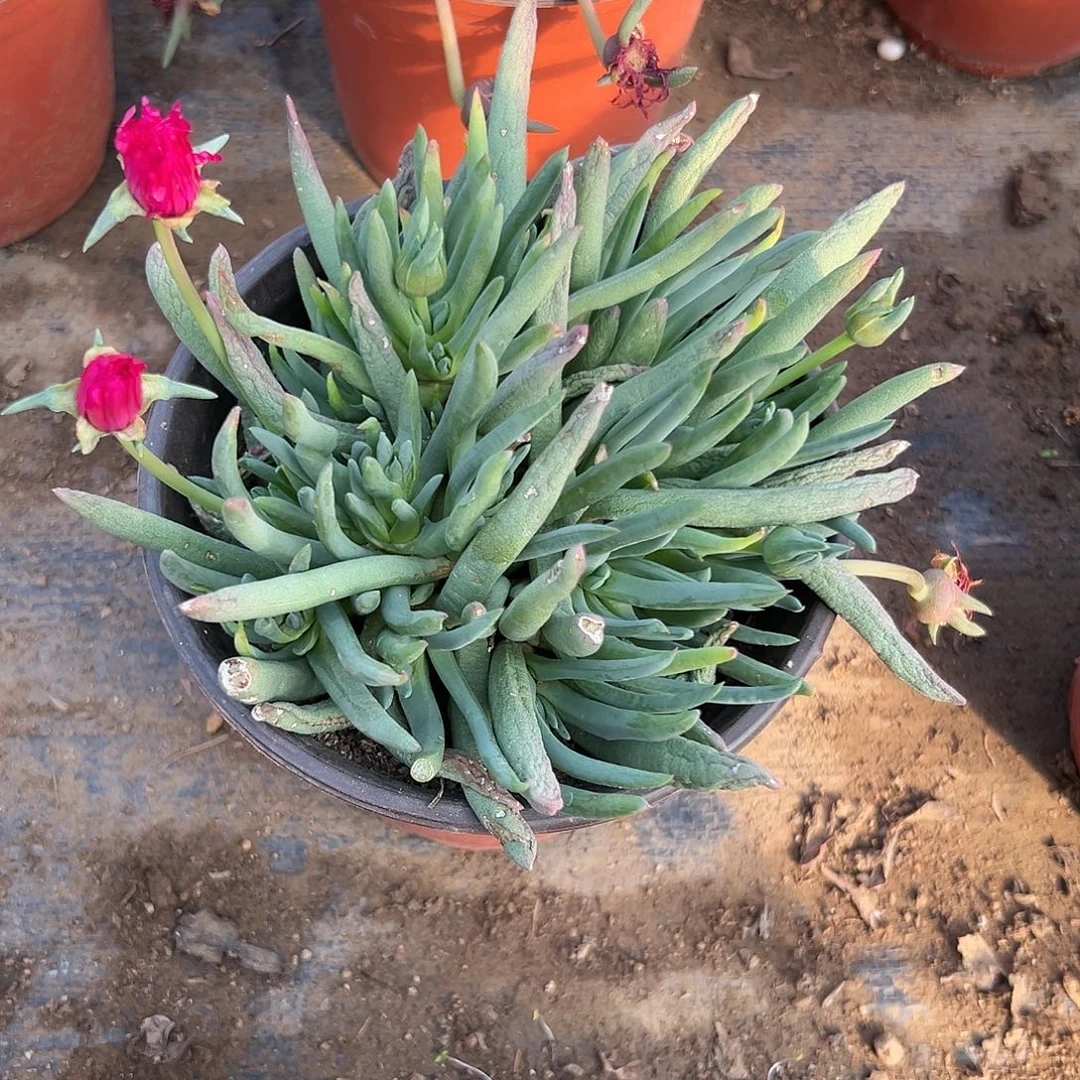 多肉植物红花奔龙