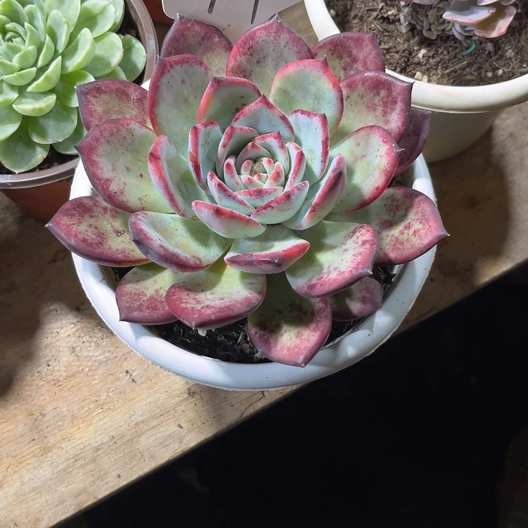 L***S000000000000000000717