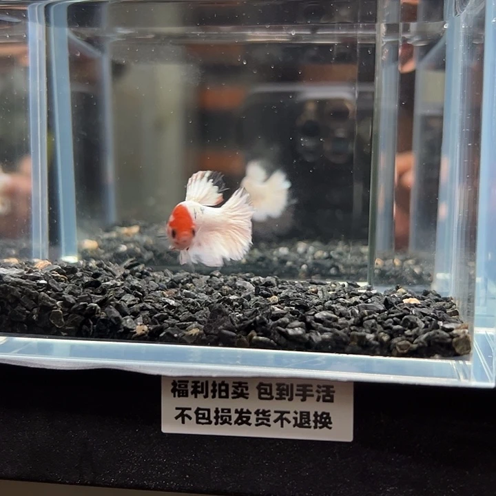 斗鱼竞拍跑单拉黑23日132