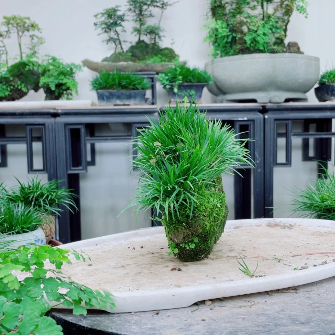 无铅玻璃钰*铁线蕨铁线蕨铁线蕨