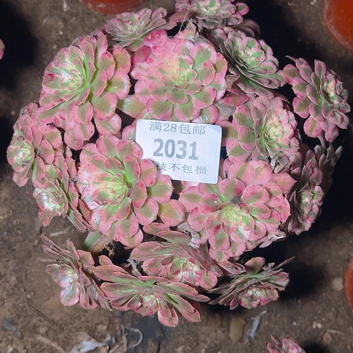 2031红铜白多肉植物