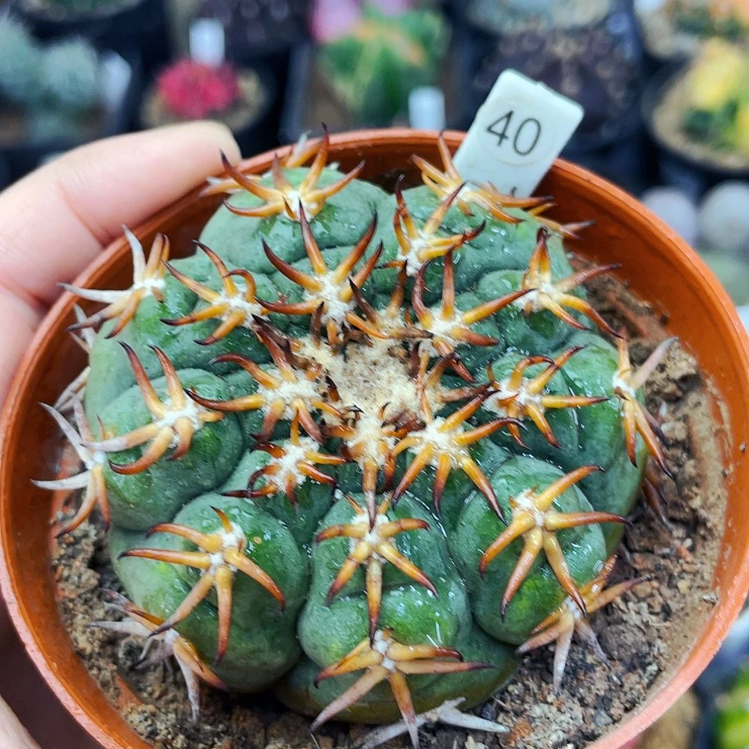 非偏远地区满25包邮仙人球