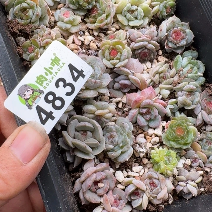*****多肉植物多肉植物