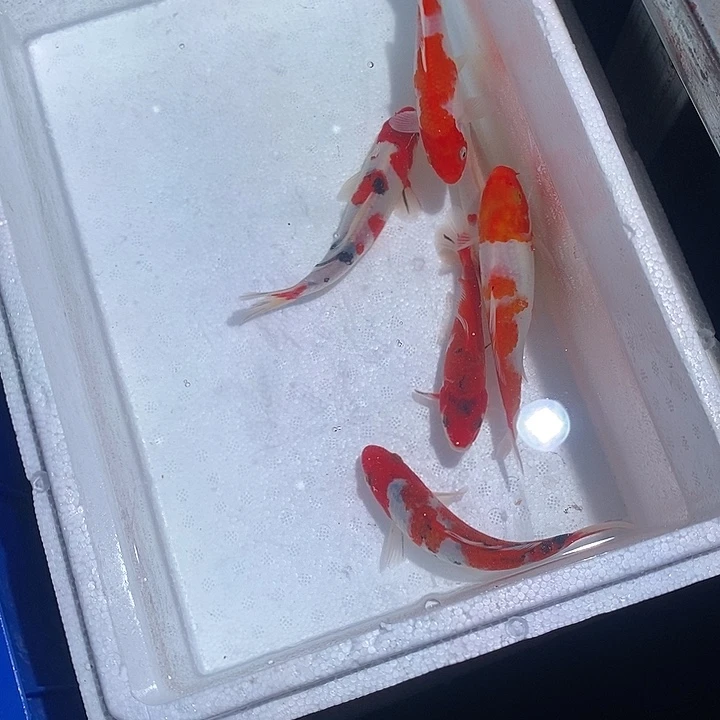 箭***店锦鲤锦鲤活鱼开箱包活