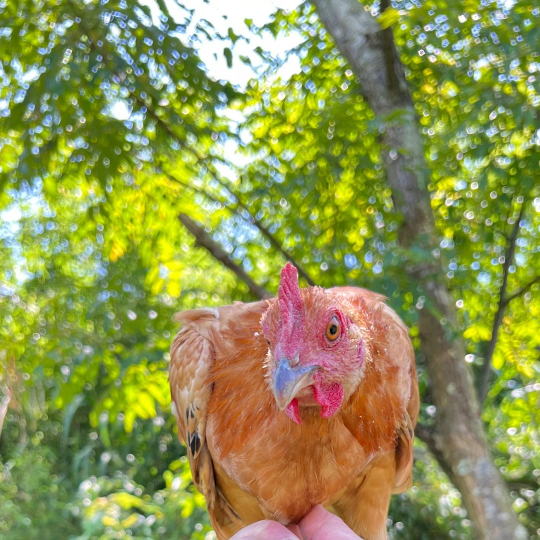 未打鸣小公鸡童子鸡小孩成长鸡 包冰率不含冰