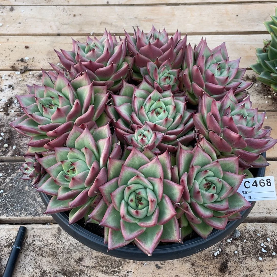 若如东云单拍C468