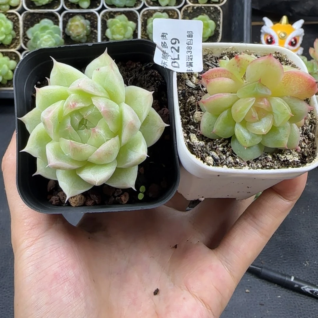 29东篱下多肉植物哈哈哈哈
