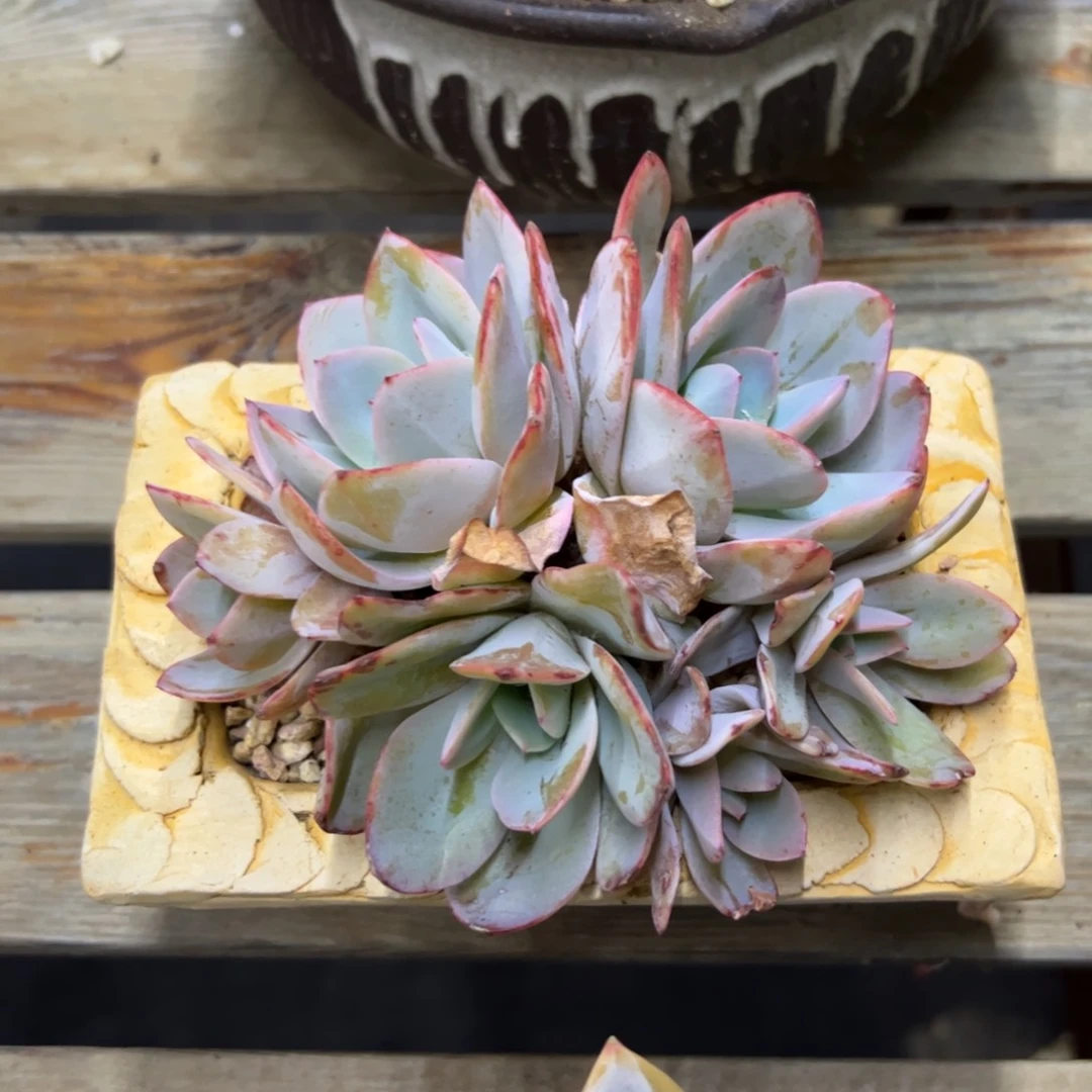 布鲁蓝18 零零多肉植物