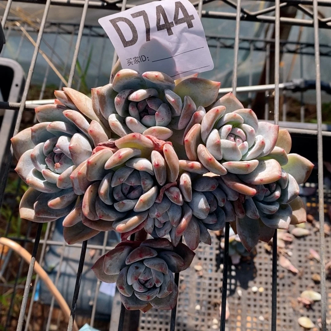 744石榴籽呀呀呀呀