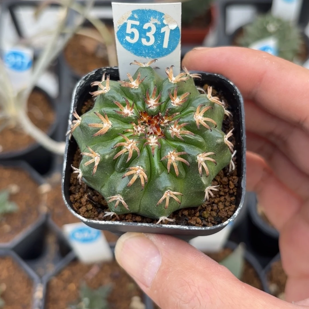 531实生猫爪圆盘玉带盆带土发货