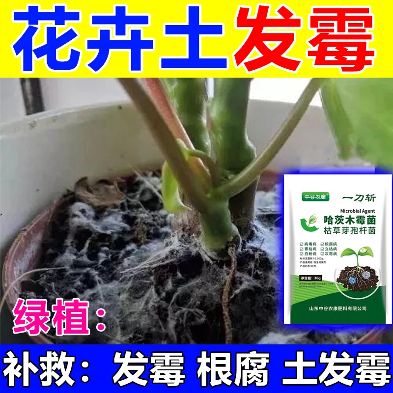 花盆土长白毛白色菌丝灭菌改善土壤腐根死苗霉菌土壤消毒