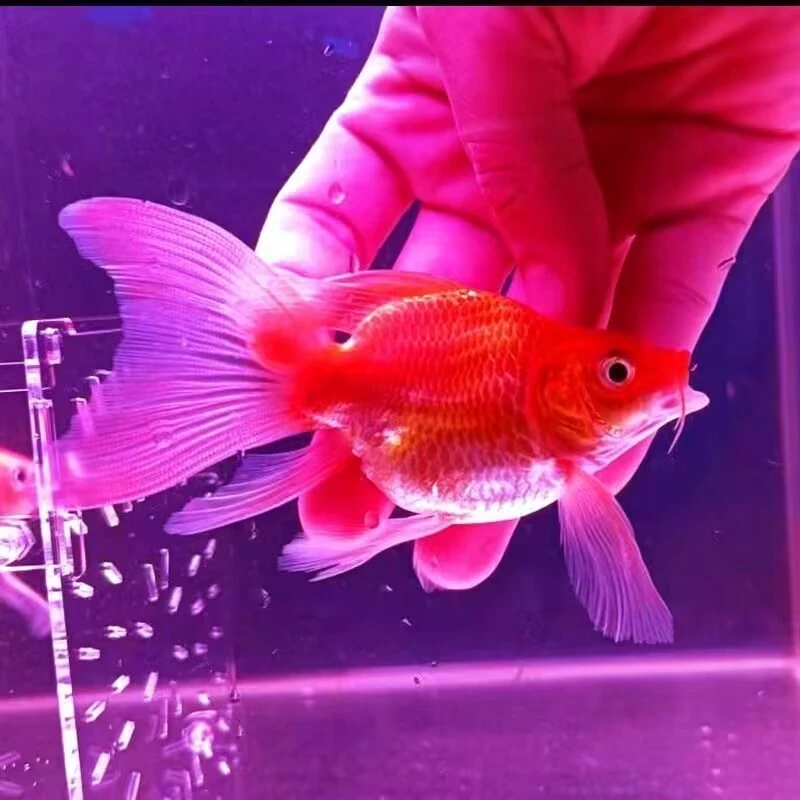 纯种鸡血红蝴蝶鲤球体短身招财鱼冷水观赏鱼好养活适合新手包邮