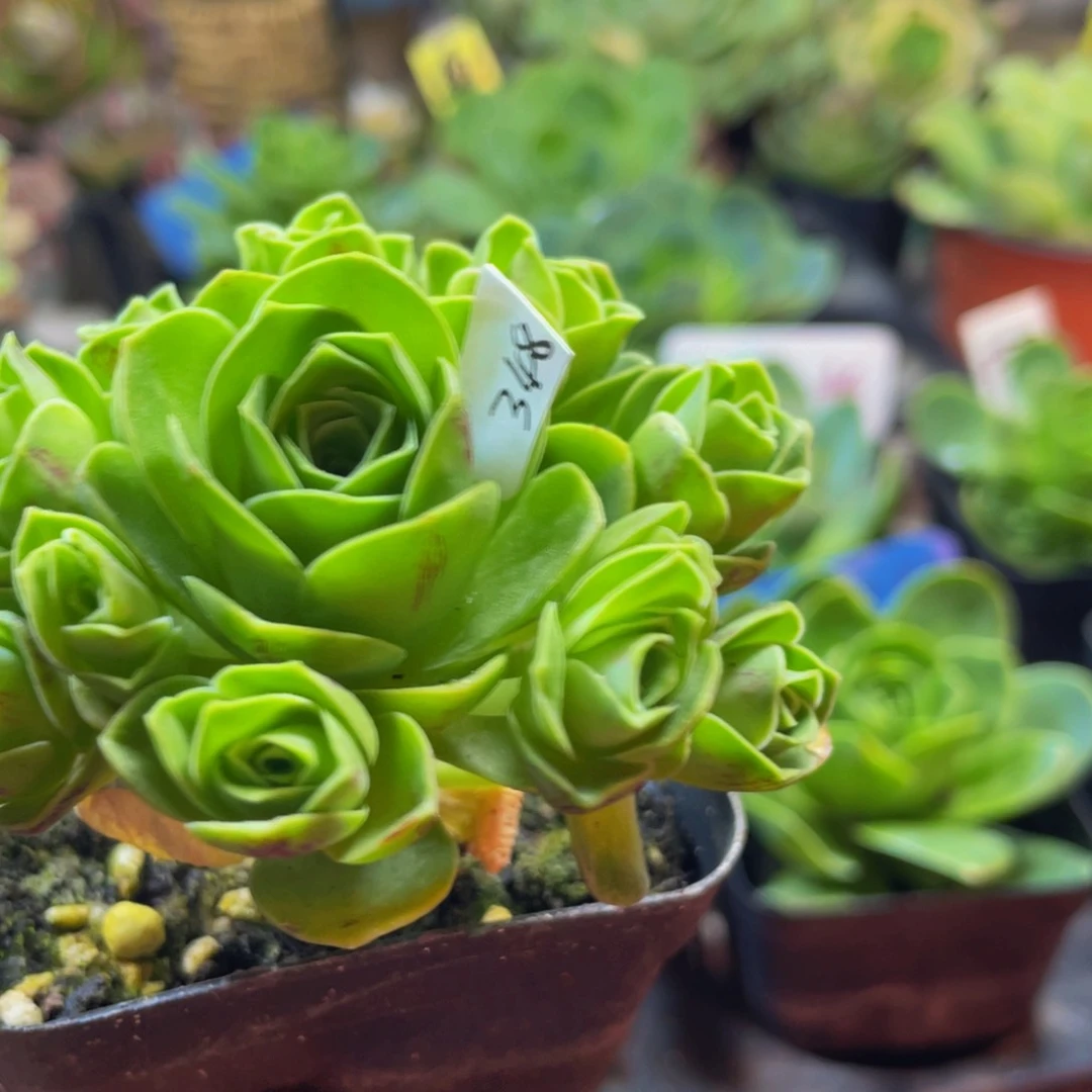 周*啊绛小玉348多肉植物花卉