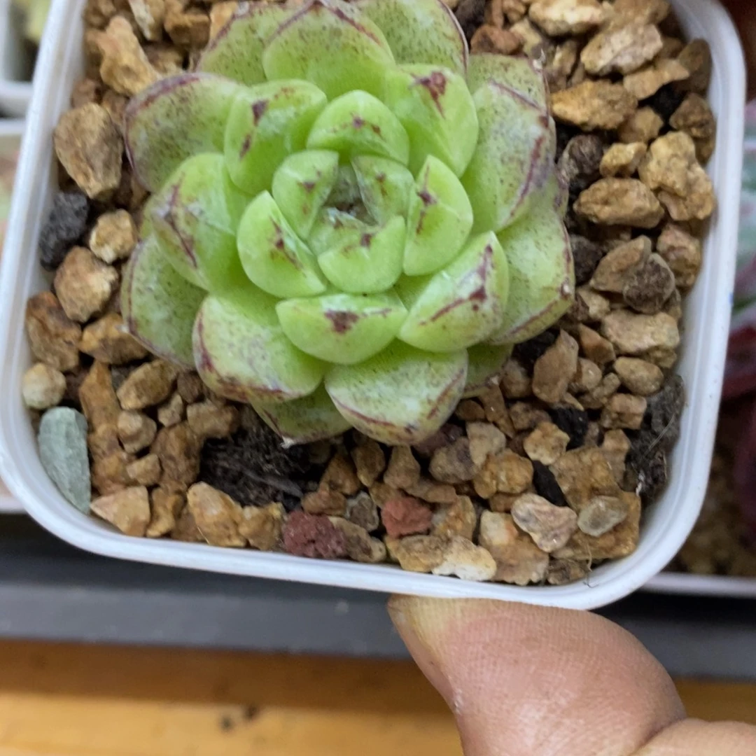 精品多肉一物一拍不包整285