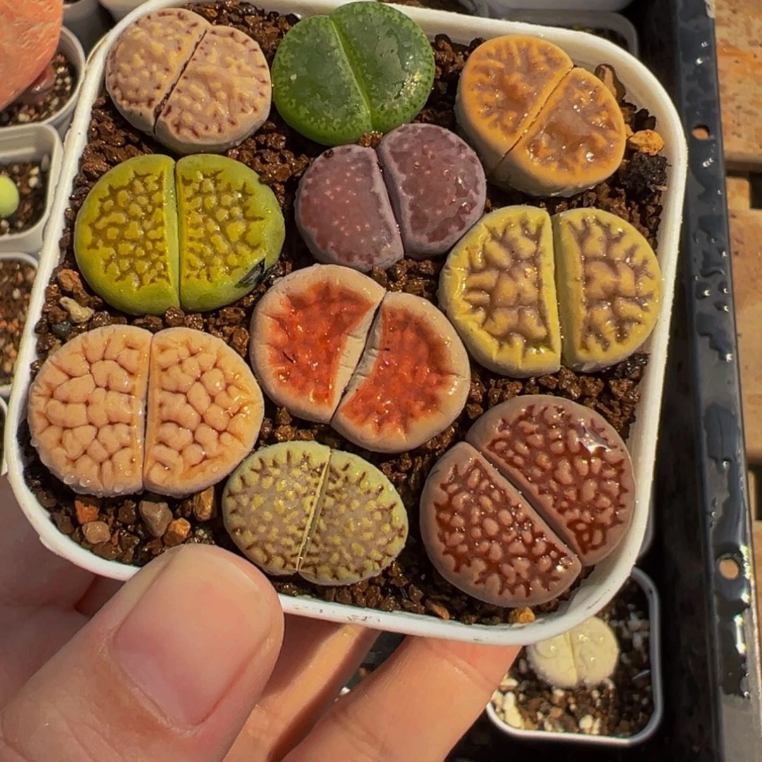 452多肉植物种类多样