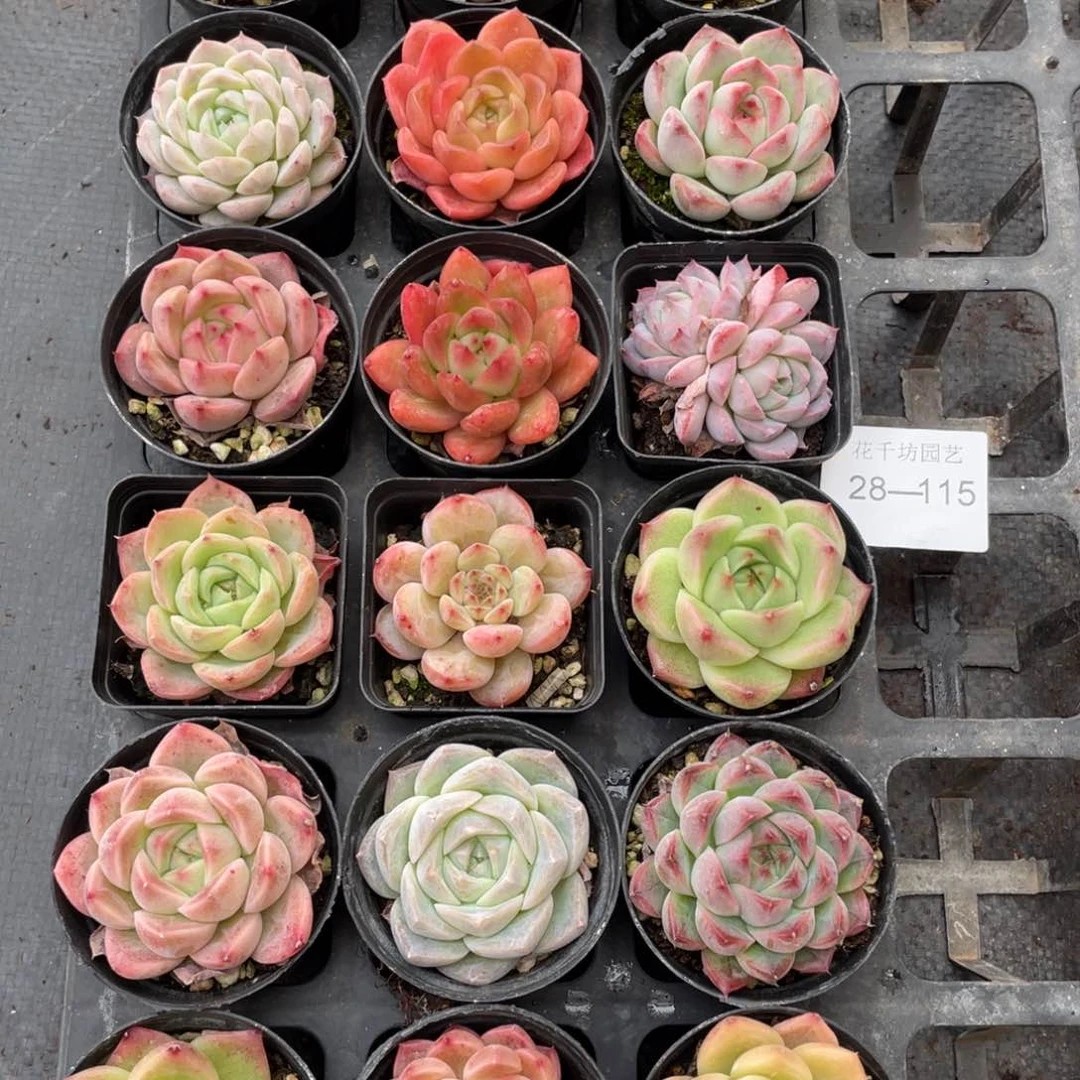 一物一拍18颗28-115