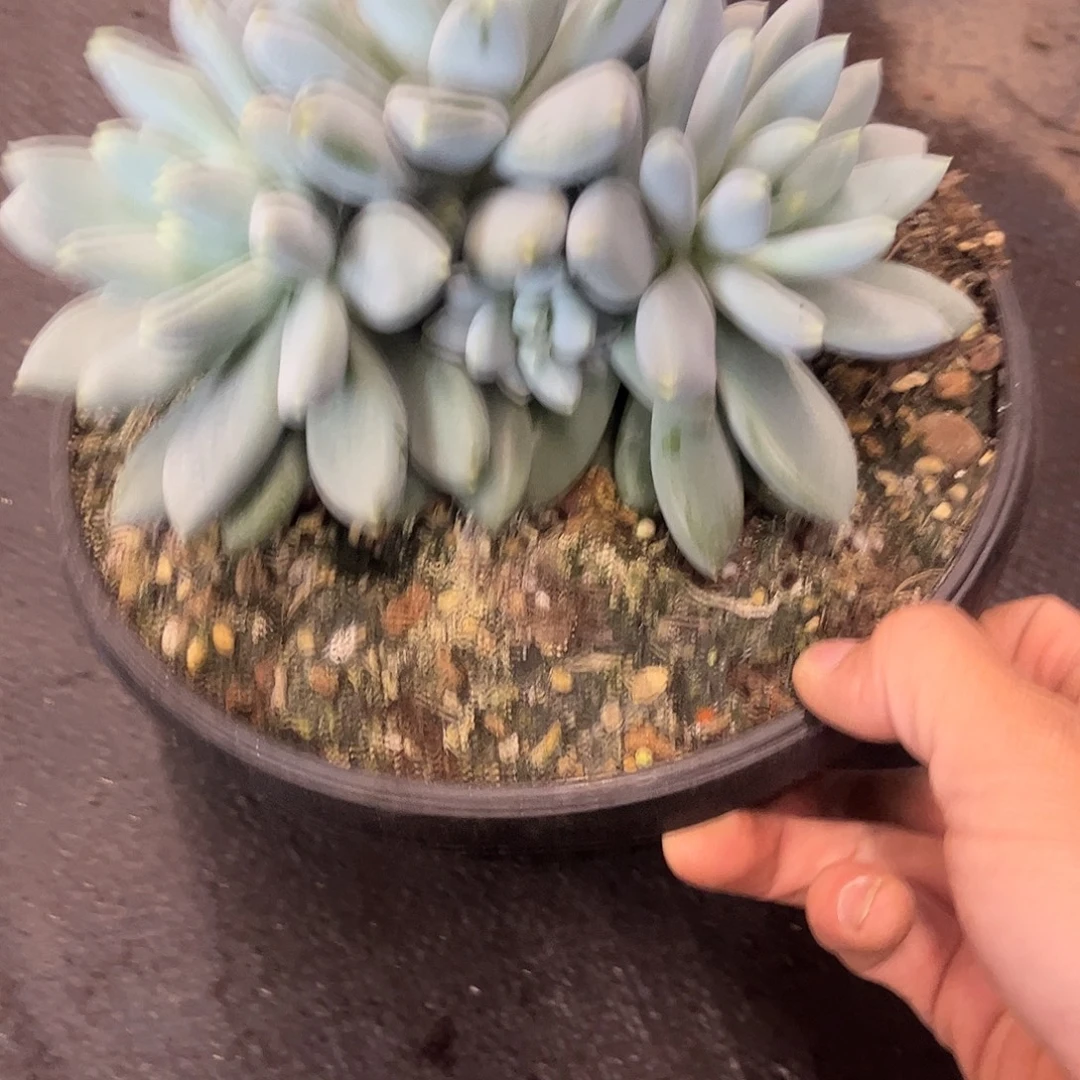 88哥特。