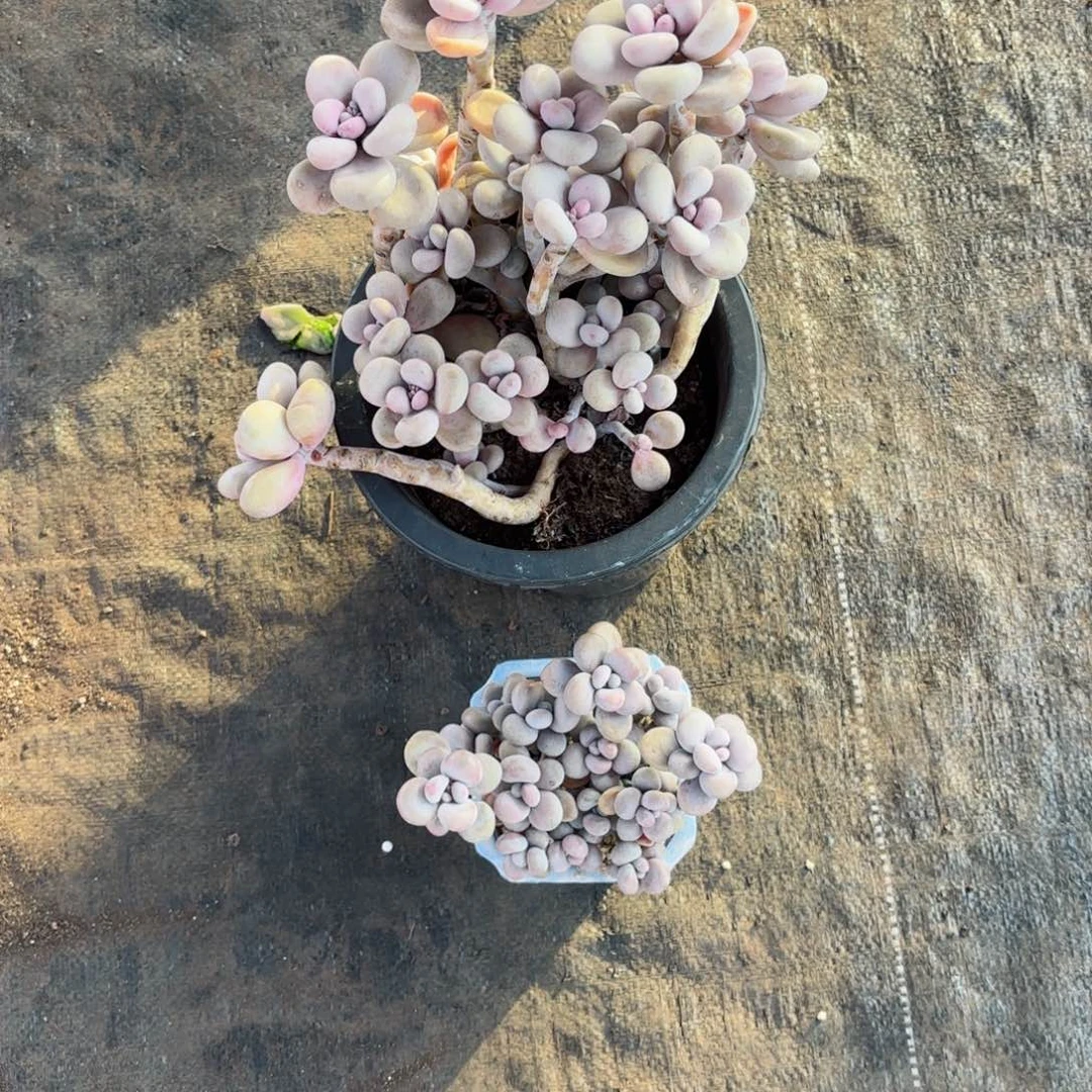 @****5桃蛋19.20。