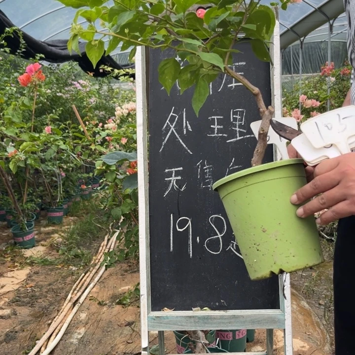 无花朵三角梅三角梅670