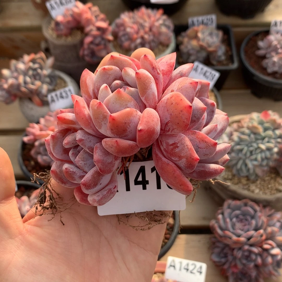 A1416 雪天使自然群小老桩