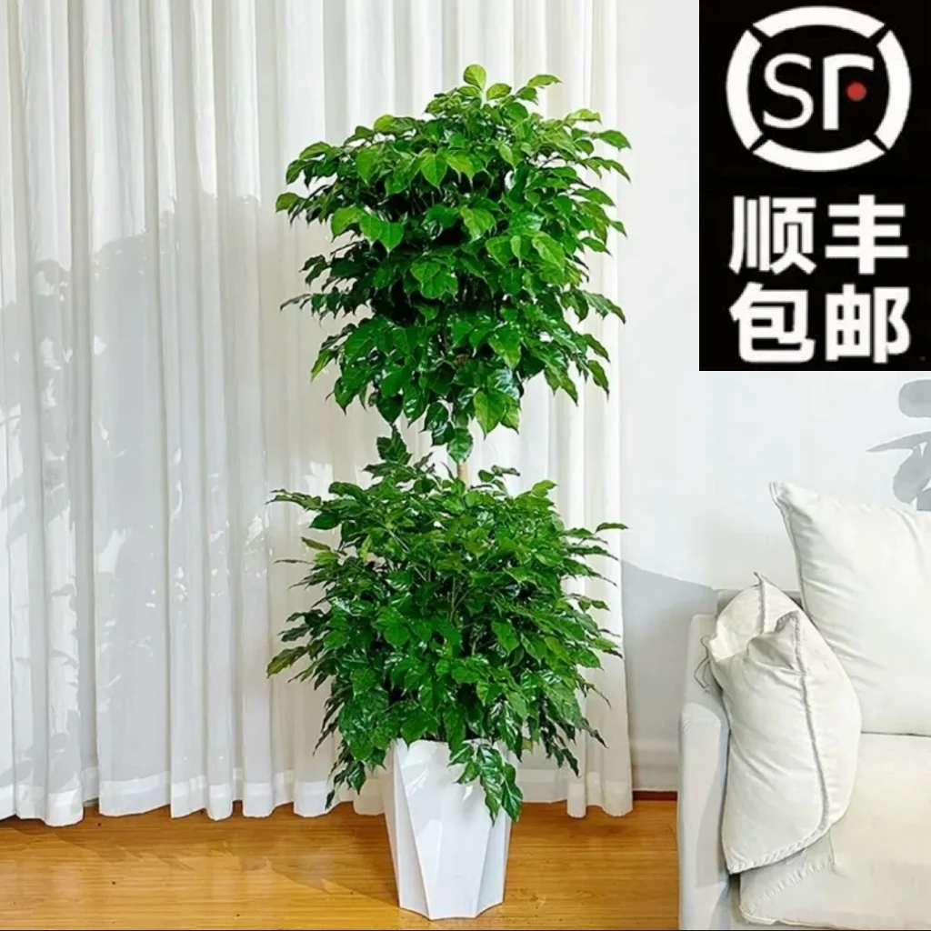 【1.3-1.5米】 老桩双层绿宝幸福树室内好养净化空气吸甲醛