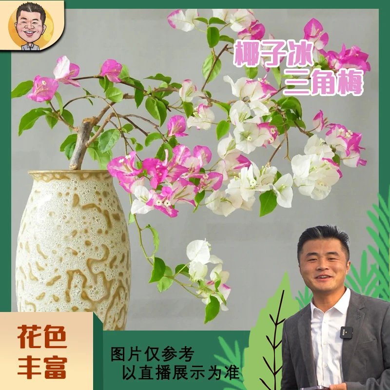 椰子冰三角梅喜光易养护勤花室内室外阳台庭院花卉盆栽地栽观赏
