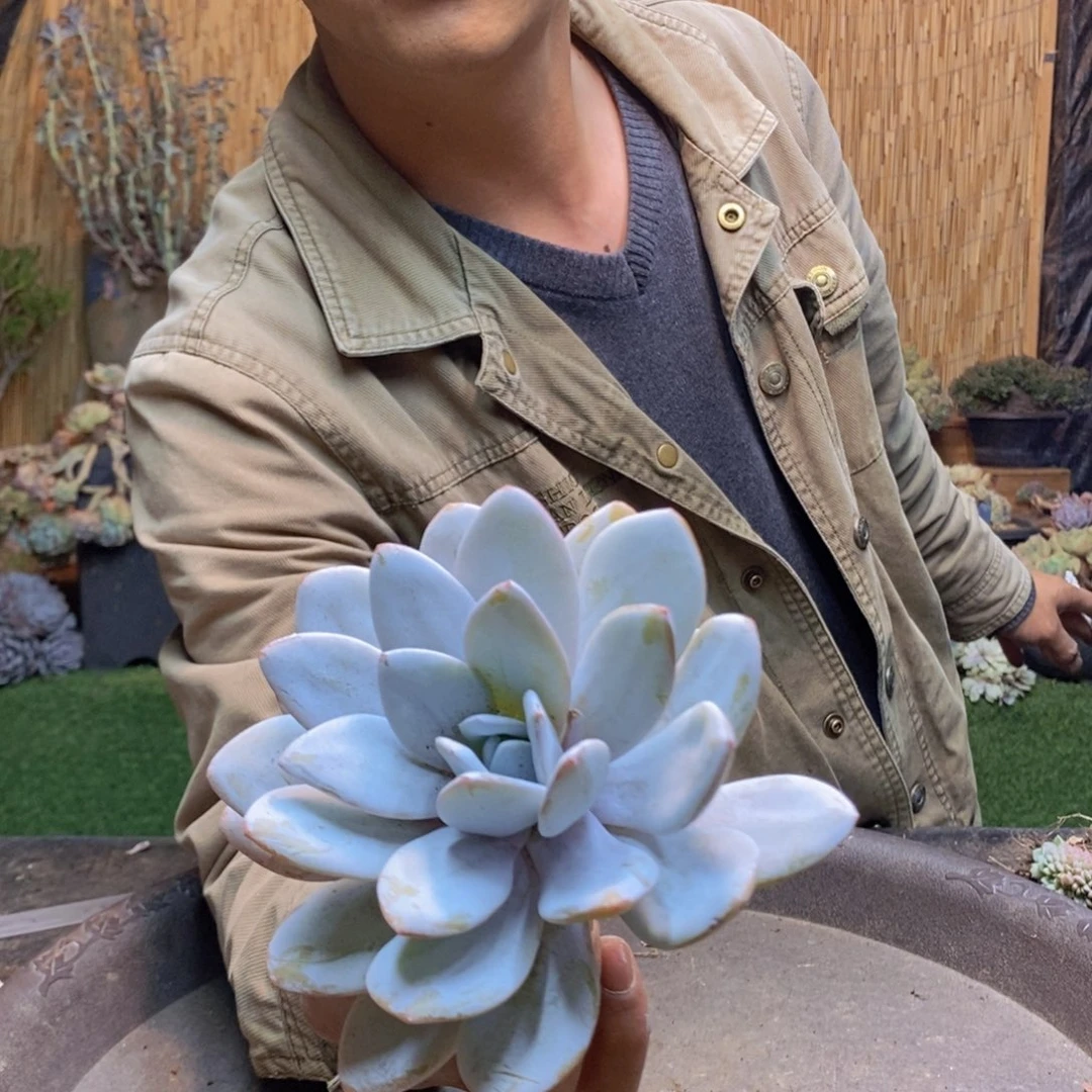 泗*木206号雪莲多肉